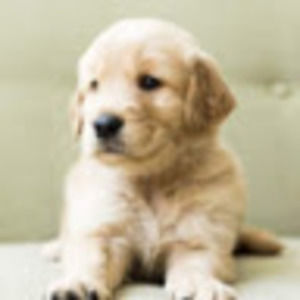 Meet your Posher, Avah